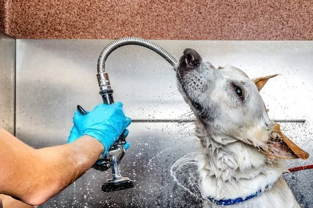 Pet Grooming, Self Wash