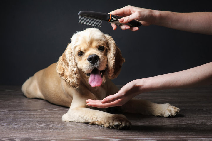 Grooming Tips for Your New Puppy