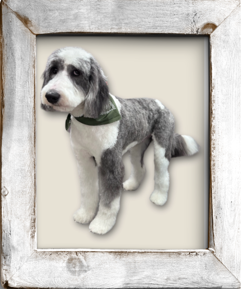 Pet Grooming, Self Wash