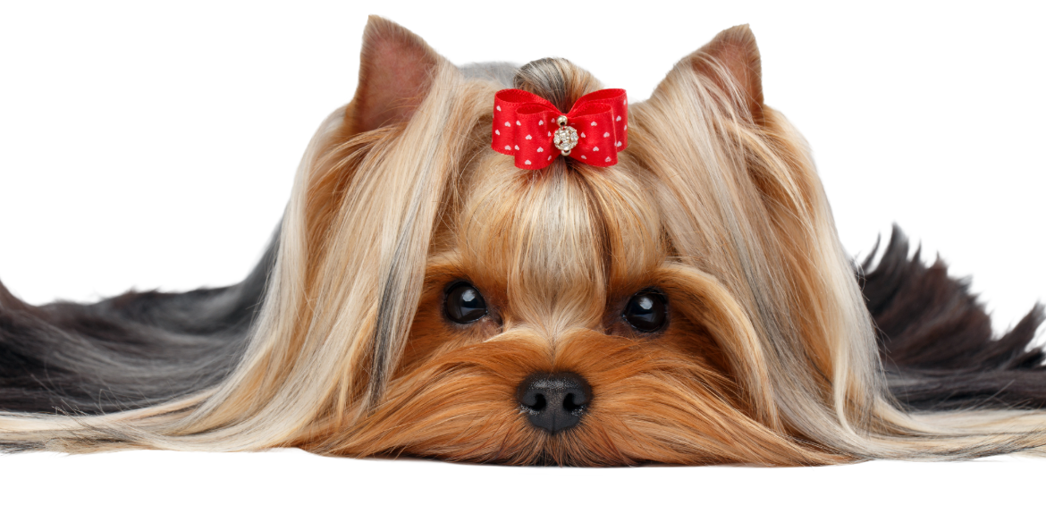 We Offer Top-Quality Pet Grooming Services for Cats and Dogs