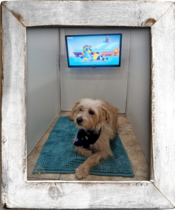 Top-Quality Pet Grooming Services for Cats and Dogs | Gilbert, AZ