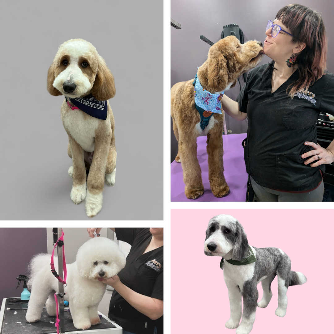 Pet Grooming, Self Wash