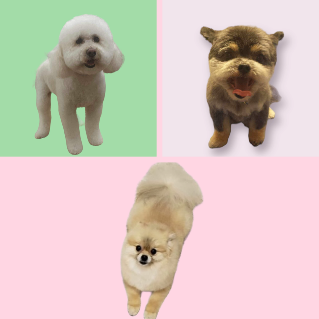 Pet Grooming, Self Wash