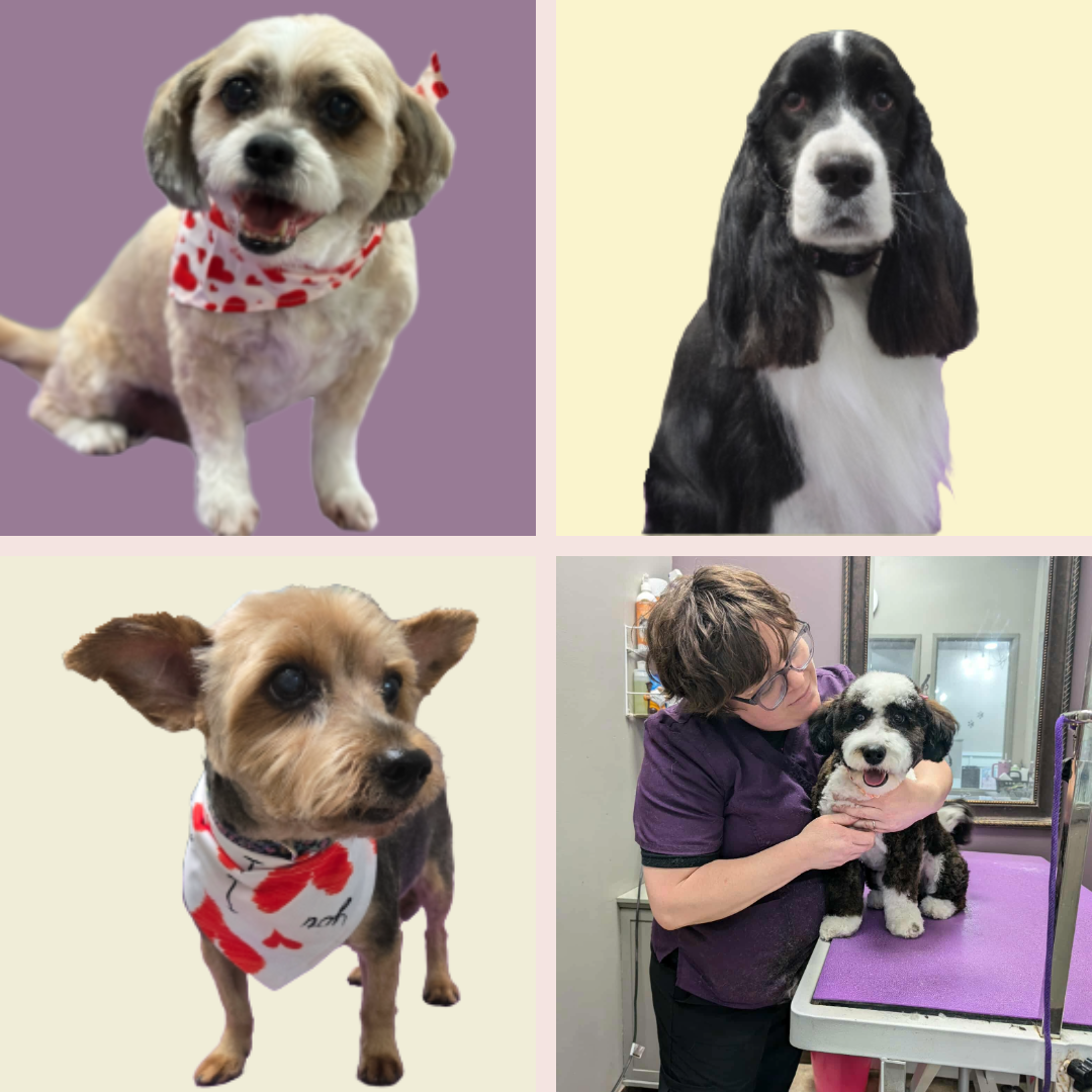 Pet Grooming, Self Wash