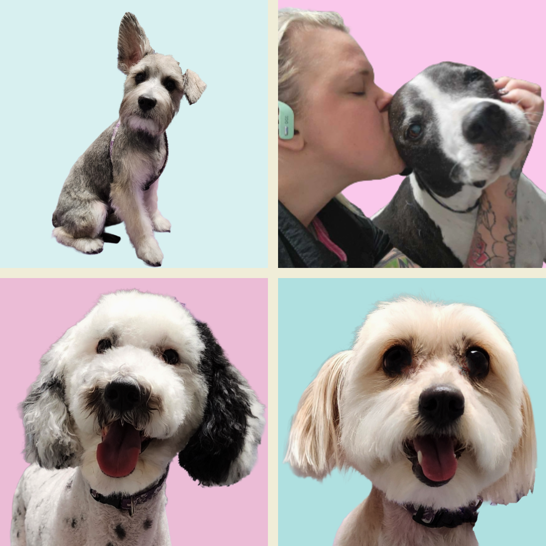 Pet Grooming, Self Wash