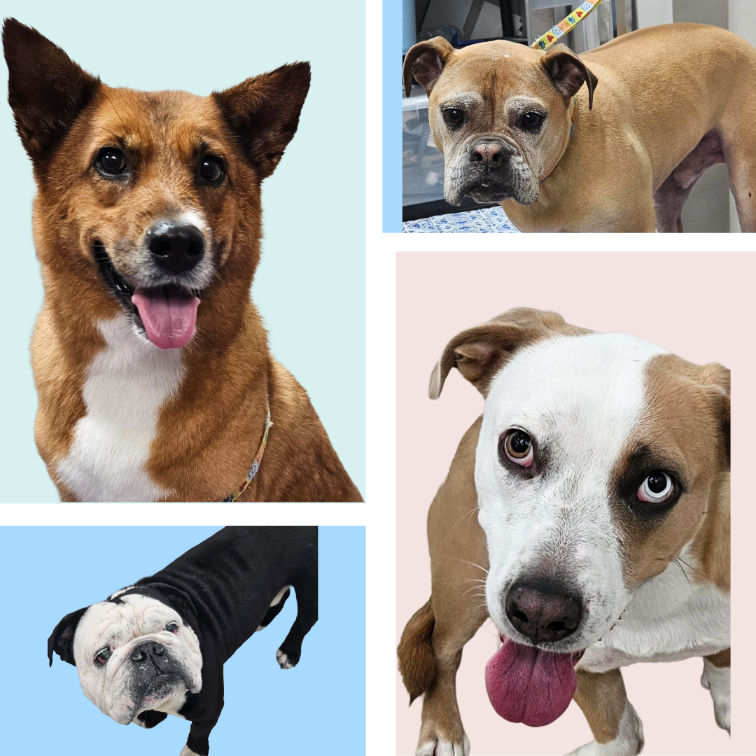 Pet Grooming, Self Wash