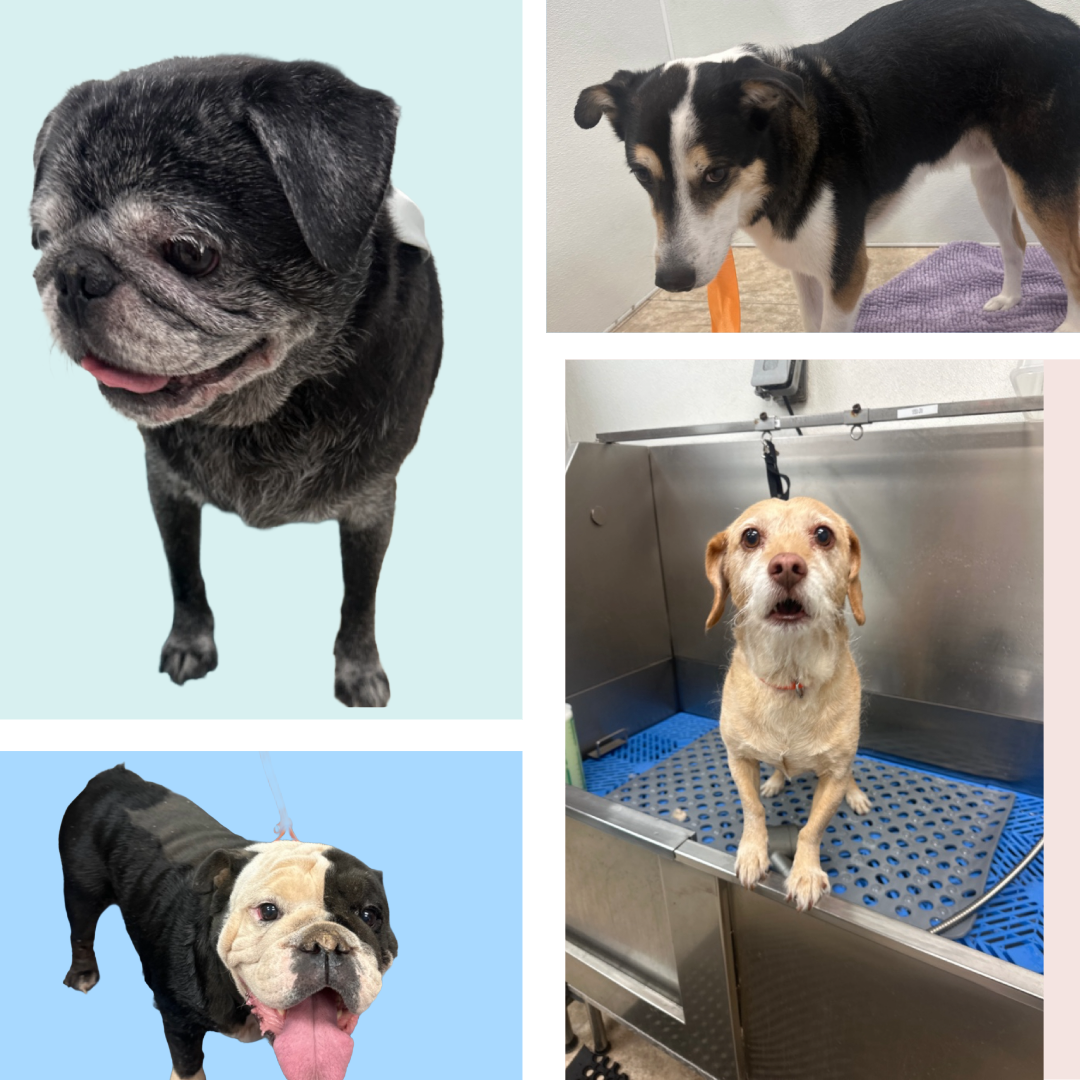 Pet Grooming, Self Wash