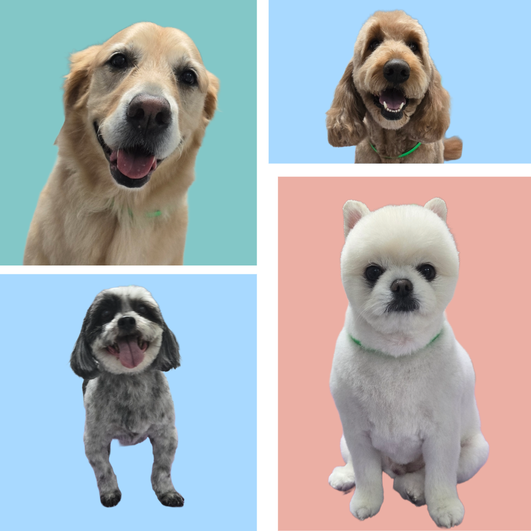 Pet Grooming, Self Wash