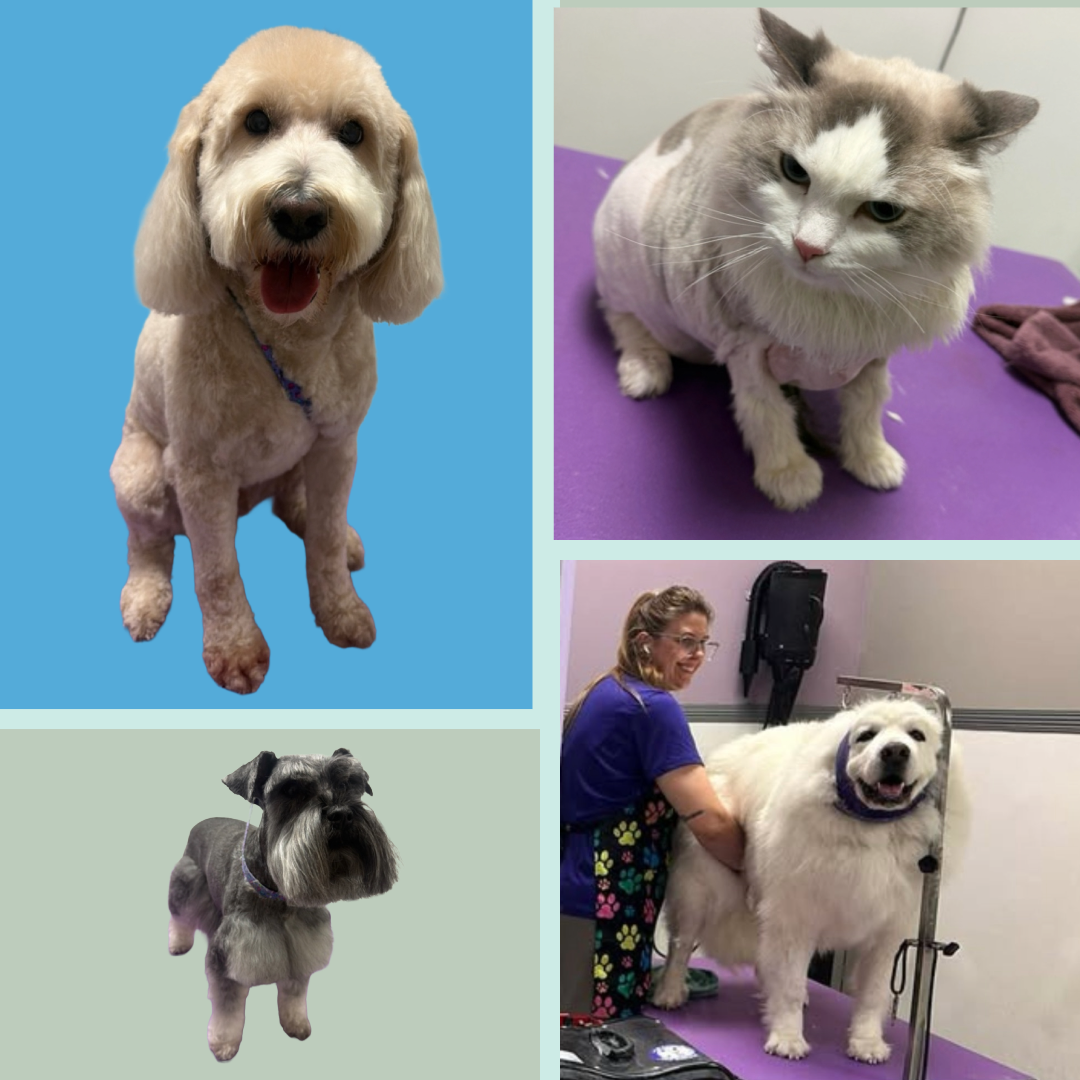 Pet Grooming, Self Wash